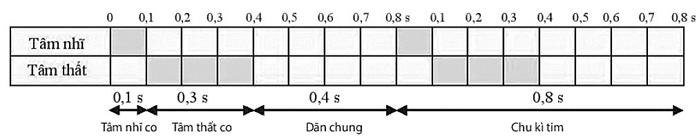 Hình sau đây mô tả thời gian thực hiện các pha của một chu kì tim, ô màu sẫm thể hiện thời gian co.     Khi nói về hình này, cho các nhận định sau:  (1) Trong một chu kì tim, thời gian nghỉ của tâm nhĩ nhiều hơn tâm thất. (ảnh 1)