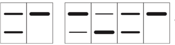 Một thí nghiệm được thực hiện như sau ở một loài thực vật: Bước 1. Tiến hành lai giữa cây A và cây B, thu được F1. (ảnh 1)