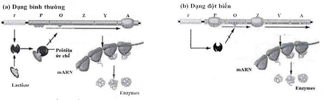 a) Hình 16.1 và Hình 16.2 thể hiện cơ chế hoạt động của operon Lac ở hai chủng E.coli bình thường và đột biến. (ảnh 1)