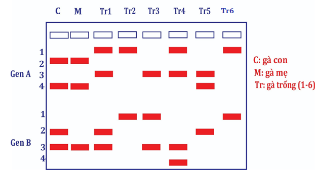 Bên đây là hình ảnh điện di trình tự hai gen (A và B, mỗi gen có 2 alen) của một con gà con (C), là con của gà mẹ (M) và một trong sáu gà trống (Tr)  (ảnh 1)
