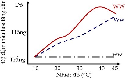 Ở một loài hoa mõm chó, khả năng chuyển tiền chất trắng sang sắc tố đỏ do một enzyme X tác động. Enzyme này được mã hóa bởi một locus gene gồm 2 allele là W và w. Mức độ biểu hiện màu sắc hoa của từng kiểu gene (WW, Ww, ww)  (ảnh 1)