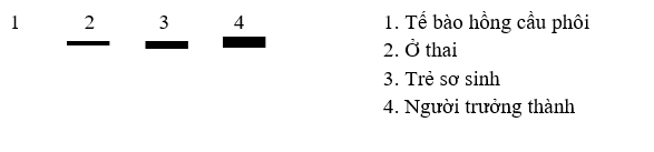 Trong một thí nghiệm Western dưới đây, protein được tách từ tế bào hồng cầu lấy từ các mẫu mô thuộc các giai đoạn phát triển khác nhau ở người. (ảnh 1)