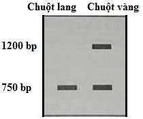 Tính trạng lông lang ở chuột với biểu hiện là sọc vàng xen lẫn sọc đen do allele kiểu dại quy định. Đột biến thêm đoạn ở gene này làm chuột có màu lông vàng hoàn toàn. Khi lai chuột lang với nhau,  (ảnh 1)