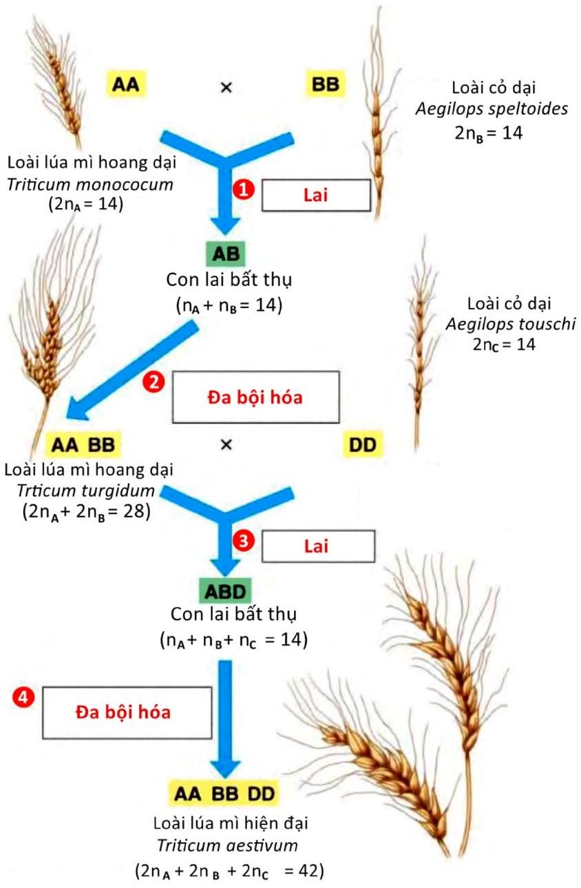 Sơ đồ bên mô tả quá trình hình thành loài lúa mì ngày nay. Nghiên cứu sơ đồ và cho biết tính Đúng/Sai của các nhận định sau? (ảnh 1)