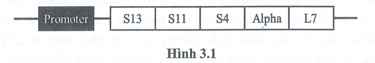 Cấu tr&uacute;c của operon alpha ở E.coli được vẽ sơ đồ ở h&igrave;nh dưới đ&acirc;y. Trong đ&oacute;, alpha l&agrave; một tiểu đơn vị của RNA polymerase; S13, S11, v&agrave; S4 l&agrave; c&aacute;c tiểu đơn vị protein tham gia v&agrave;o cấu tr&uacute;c 30S của ribosome; v&agrave; L17 l&agrave; protein tiểu đơn vị 50S của ribosome. (ảnh 1)
