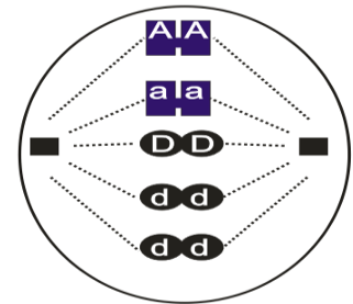 Quan sát một tế bào đang phân bào bình thường theo hình. Nếu tế bào ban đầu có đột biến thì không xảy ra quá một cặp NST. Cho các phát biểu và kết luận sau:  (ảnh 1)