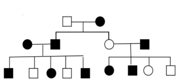 Cho sơ đồ   Trong phả hệ trên, hình vuông đại diện cho nam và vòng tròn đại diện cho phụ nữ. Những người biểu hiện một tính trạng cụ thể được đại diện bởi ô màu đen.  (ảnh 1)