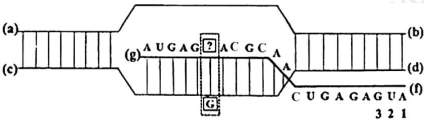 Hình dưới mô tả một giai đoạn của quá trình phiên mã xảy ra trong vùng ở sinh vật nhân sơ. Các kí hiệu (a), (b), (c), (d), (f), (g) là các vị trí tương ứng với đầu 3' hoặc 5′ của mạch polynucleotide; vị trí nucleotide 123 là bộ ba mở đầu; (ảnh 1)