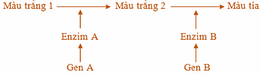 Ở ngô, sự tổng hợp sắc tố màu tía ở hạt được qui định bởi 2 cặp gene (A, a) và (B, b) theo sơ đồ dưới đây.   Một đột biến vô nghĩa xuất hiện ở các gene A và B tạo nên  (ảnh 1)
