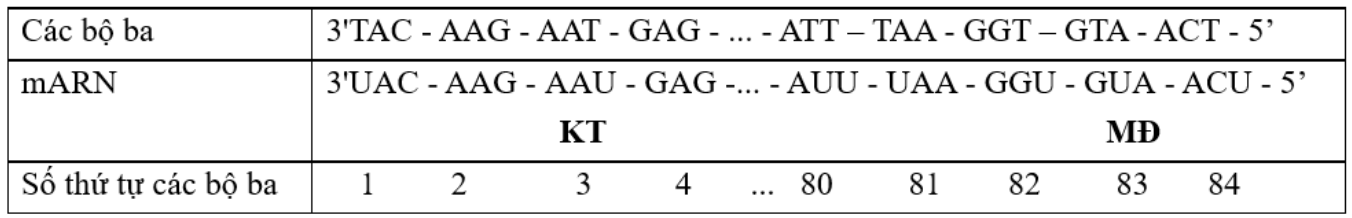 Một đoạn của gene cấu tr&uacute;c ở sinh vật nh&acirc;n sơ c&oacute; trật tự nucleotide tr&ecirc;n mạch bổ sung như sau: (ảnh 2)