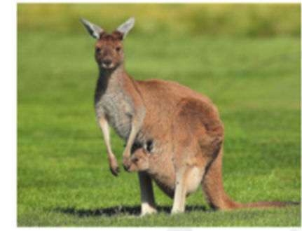 “Việt Nam có tài nguyên sinh vật biển phong phú, có tính đa dạng sinh học cao. Thể hiện ở số lượng các loài sinh vật biển: cá, động vật giáp xác, thân mềm. (ảnh 1)