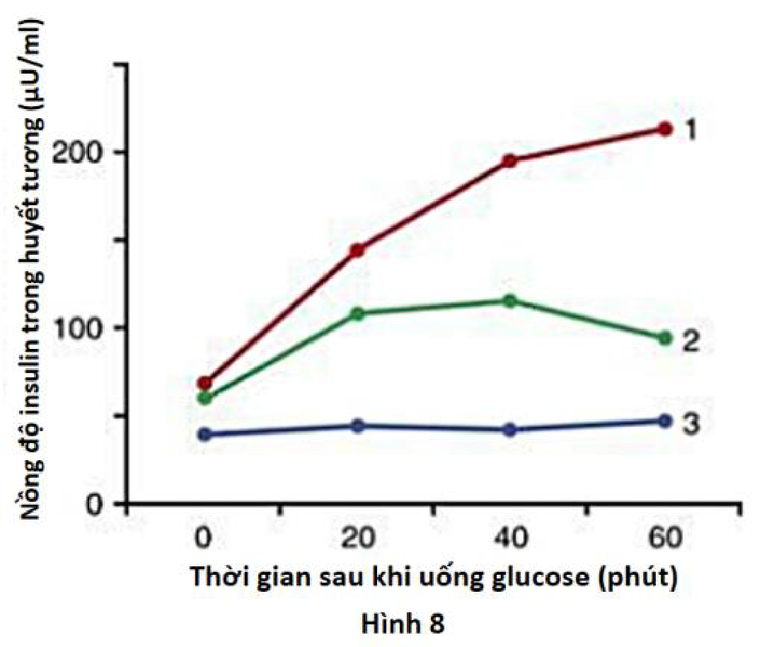 Dựa vào hình 8, đường cong nào có khả năng thể hiện đáp ứng insulin trong máu của người bình thường, bệnh nhân tiểu đường type 1 và bệnh nhân tiểu đường type 2 sau khi uống glucose?  (ảnh 1)