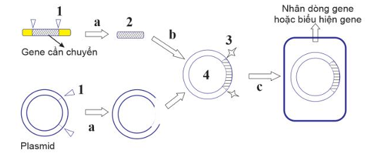 Sơ đồ Hình 2 mô tả các bước của quy trình tạo sinh vật biến đổi gene. Theo lý thuyết, nhận định nào sau đây là đúng?   Hình 2 (ảnh 1)