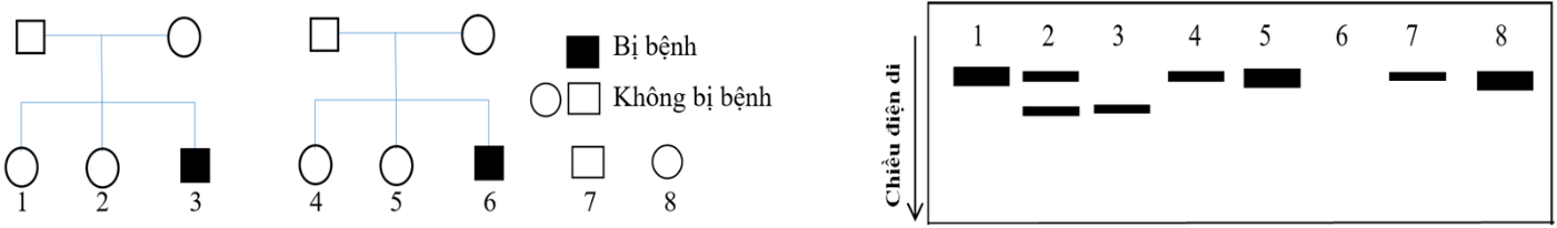 Ở người, gene mã hóa enzyme A liên quan đến một bệnh chuyển hóa ở người. Gene này nằm trên vùng không tương đồng của NST giới tính X. Trong phả hệ sau đây, số 7 và 8 là 2 người ngẫu nhiên trong quần thể và không mang gene đột biến.  (ảnh 1)