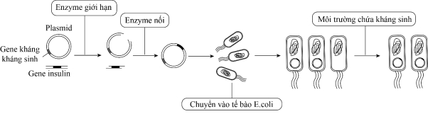 Ở người, hormone insulin có vai trò điều hòa nồng độ đường trong máu. Bệnh nhân mắc tiểu đường do cơ thể không tự sản xuất được insulin cần tiêm insulin ngoại sinh để duy trì nồng độ đường huyết ở mức cân bằng (ảnh 1)