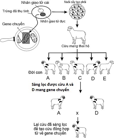 Hình bên mô tả các bước của quy trình tạo động vật biến đổi gene. Biết rằng có nhiều trứng và tinh trùng kết hợp với nhau. Nhận định nào sau đây về quy trình xảy ra trong hình là đúng? (ảnh 1)