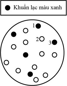 Chất Xgal được sử dụng để xác định sự hoạt động của gene lacZ. Khi gene này hoạt động, enzyme β-galactosidase được tạo ra và phân cắt Xgal thành chất có màu xanh.  (ảnh 1)