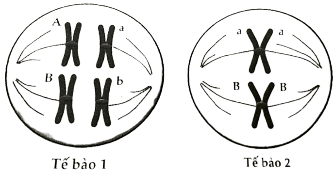 Hai tế bào dưới đây của một cơ thể lưỡng bội đang thực hiện quá trình phân bào bình thường. Các chữ cái A, a, B, b kí hiệu các gene trên NST. Phát biểu nào sau đây đúng? (ảnh 1)