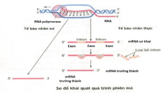 Hình dưới đây là sơ đồ khái quát quá trình phiên mã. Dựa vào hình ảnh (bên dưới) hãy cho biết các nhận định sau đây là đúng hay sai ? (ảnh 1)