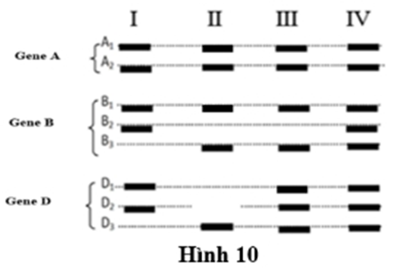 nằm trên 3 cặp nhiễm sắc thể thường khác nhau. Gene A có 2 allele (A1, A2), gene B có 3 allele (B1, B2, B3),  (ảnh 1)