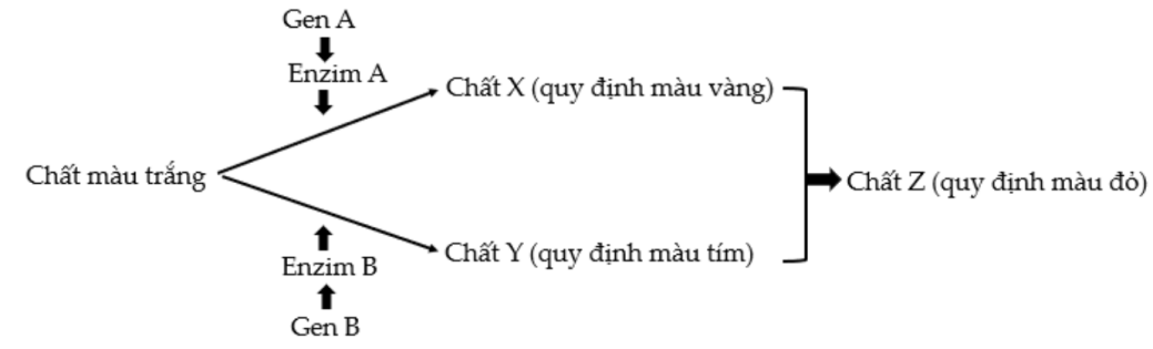 Ở một loài thực vật, tính trạng màu hoa do hai cặp gene A, a và B, b phân li độc lập cùng quy định theo sơ đồ sinh hoá sau: (ảnh 1)