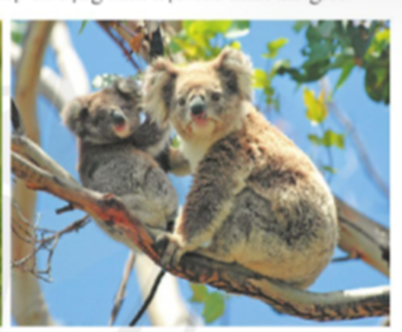 “Lục địa Ô-xtrây-li-a có tài nguyên sinh vật đa dạng với nhiều loài đặc hữu quý hiếm. Mặc dù phần lớn diện tích Ô-xtrây-li-a là hoang mạc và bán hoang mạc, (ảnh 2)