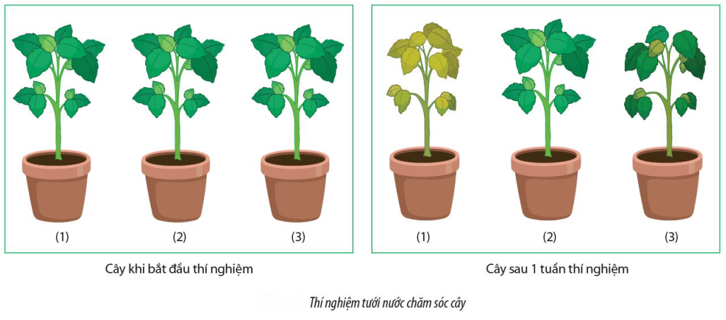 Qua thí nghiệm thực hành tưới nước chăm sóc cây (mô phỏng trong thí nghiệm ở Hình 3). Có bao nhiêu phát biểu sau đây đúng? (ảnh 1)