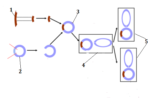 Hình sau mô tả một kĩ thuật hiện đại trong ngành công nghệ sinh học hiện nay, phát biểu nào sau đây đúng? (ảnh 1)