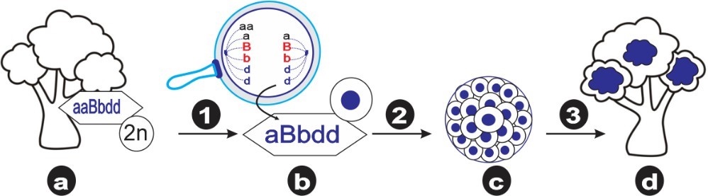 Hình sau đây mô tả quá trình tạo giống mới từ ứng dụng của đột biến và cơ thể lưỡng bội [a] có 3 cặp nhiễm sắc thể tương đồng được kí hiệu là aaBbdd. Theo lý thuyết, nhận định sau đây là đúng? (ảnh 1)