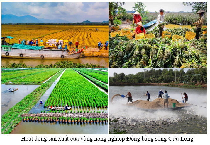 Sưu tầm một số hình ảnh về hoạt động sản xuất nông nghiệp nổi bật của một vùng nông nghiệp ở nước ta. (ảnh 1)