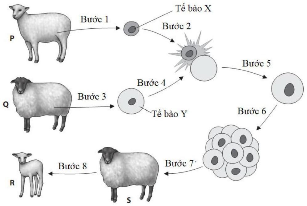 Cừu Dolly (05/07/1996) l&agrave; động vật c&oacute; v&uacute; đầu ti&ecirc;n được nh&acirc;n bản v&ocirc; t&iacute;nh tr&ecirc;n thế giới. Quy tr&igrave;nh nh&acirc;n bản được m&ocirc; tả như sau: (ảnh 1)