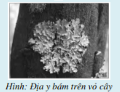 Địa y thường được tìm thấy trên vỏ cây. Số lượng vỏ cây có địa y được gọi là tỷ lệ phần trăm bao phủ. Độ pH trên vỏ cây thay đổi theo mức ô nhiễm không khí do khói sinh ra từ đốt nhiên liệu hóa thạch. (ảnh 1)