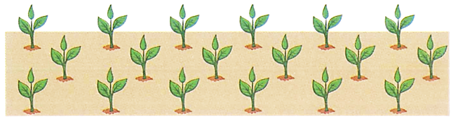 1/2 số cây (như bức tranh) là: (ảnh 1)