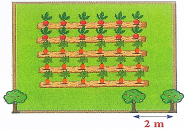 Chú Hòa có một mảnh vườn hình vuông cạnh dài 10 m. Chú trồng một số cây cam xung quanh vườn, mỗi cây cách nhau 2 m. Hỏi chú Hòa trồng bao nhiêu cây cam?  (ảnh 1)