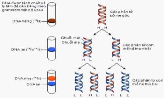 Nghiên cứu cơ chế nhân đôi DNA của 1 loài sinh vật trong phòng thí nghiệm, các nhà khoa học thu được kết quả như hình dưới đây. Giả sử có 3 phân tử DNA nặng (DNA có cấu tạo hoàn toàn từ N15) cùng tiến hành nhân đôi trong môi trường chỉ chứa N14. (ảnh 1)