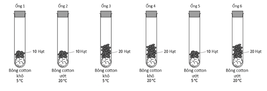 Một thí nghiệm sử dụng các hạt đậu đựng trong 6 ống nghiệm như Hình 4.  Hình 4 	Muốn đánh giá sự ảnh hưởng của nhiệt độ lên sự nảy mầm cần so sánh hai ống nghiệm nào sau đây? (ảnh 1)