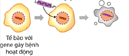 Hình 2 mô tả các bước thực hiện một trong các liệu pháp gene. Liệu pháp gene được sử dụng là (ảnh 1)