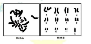 Ở châu chấu, cặp NST giới tính ở giới cái là XX, giới đực là XO. Người ta làm tiêu bản tế bào mầm sinh dục của châu chấu đực thu được hình ảnh bộ NST ở kỳ giữa nguyên phân như hình A. (ảnh 1)