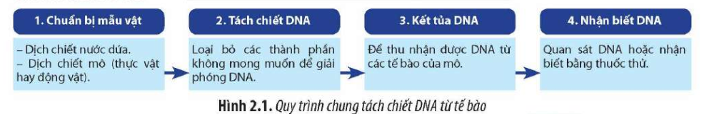 Cho các chất sau: Nước rửa bát, HCl, Ethanol, Phenol, nước dứa, Isopropanol. Trong quy trình tách chiết DNA dưới đây, người ta sử dụng bao nhiêu chất ở bước 2? (ảnh 1)