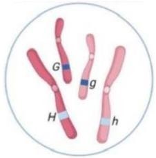 Hình sau mô tả một tế bào lưỡng bội có hai cặp nhiễm sắc thể tương đồng. Các nhiễm sắc thể lớn hơn có các allele khác nhau của gene H, các nhiễm sắc thể nhỏ hơn có các allele khác nhau của gene G.  (ảnh 1)