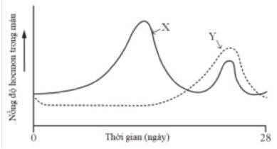 Biểu đồ dưới đây mô tả sự thay đổi nồng độ của các hormone X và Y trong máu của một người phụ nữ trong chu kỳ kinh nguyệt. (ảnh 1)