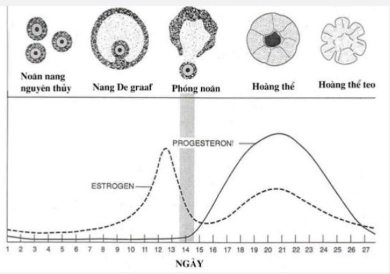 Biểu đồ dưới đây mô tả sự thay đổi nồng độ của các hormone X và Y trong máu của một người phụ nữ trong chu kỳ kinh nguyệt. (ảnh 2)