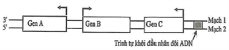 Hình dưới đây mô tả sơ đồ 3 gene A, B, C cùng nằm trên một phân tử DNA ở một loài vi khuẩn. Mũi tên ở mỗi gene chỉ vị trí bắt đầu phiên mã và hướng phiên mã của gene đó. Theo lí thuyết, phát biểu nào sau đây sai? (ảnh 1)
