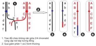 Hình sau đây mô tả cơ chế xảy ra đột biến với NST.  Theo lý thuyết, nhiêu nhận định sau đây là Đúng? (ảnh 1)