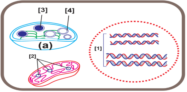 Dựa trên thí nghiệm trên cây hoa phấn của Correns. Hình sau giải thích cho hiện tượng di truyền liên quan đến màu sắc lá của cây hoa mõm chó (cây hoa phấn, cây hoa mõm sói).  (ảnh 1)