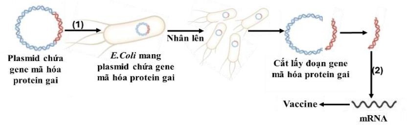 Trong quy trình sản xuất vaccin COVID - 19 của Pfizer, bằng chính công nghệ DNA tái tổ hợp người ta đã tạo ra plasmid chứa gene mã hoá protein gai của virus corona,  (ảnh 1)