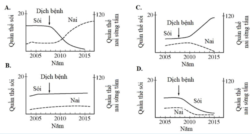 Nếu quần thể sói bị nhiễm một loại bệnh gây chết nhiều cá thể. Mô hình nào sau đây dự đoán tốt nhất ảnh hưởng đến số lượng của nai sừng tấm là đúng? (ảnh 1)