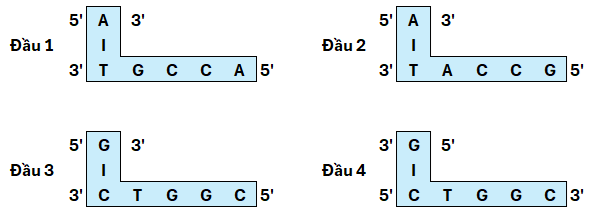 Hình bên dưới mô tả các đầu dính so le được cắt bởi enzyme restrictase.  (ảnh 1)