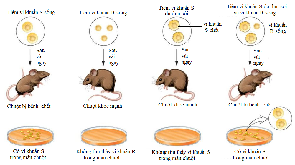 Những năm đầu của thế kỷ XX con người chưa biết trong sinh vật sống, chất nào là vật chất di truyền. Đã có nhiều nhà khoa học tham gia khám phá bí mật này. Năm 1928,  (ảnh 1)