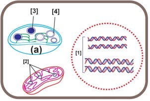 Dựa trên thí nghiệm trên cây hoa phấn của Correns. Hình sau giải thích cho hiện tượng di truyền liên quan đến màu sắc lá của cây hoa mõm chó (cây hoa phấn, cây hoa mõm sói).  (ảnh 1)